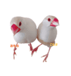 文鳥の仲間たち（個別スタンプ：7）