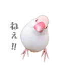 文鳥の仲間たち（個別スタンプ：8）