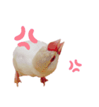 文鳥の仲間たち（個別スタンプ：9）