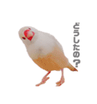 文鳥の仲間たち（個別スタンプ：10）