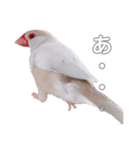 文鳥の仲間たち（個別スタンプ：11）