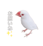 文鳥の仲間たち（個別スタンプ：13）