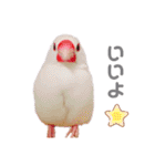 文鳥の仲間たち（個別スタンプ：14）