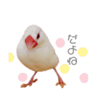 文鳥の仲間たち（個別スタンプ：15）