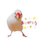 文鳥の仲間たち（個別スタンプ：16）