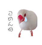 文鳥の仲間たち（個別スタンプ：18）