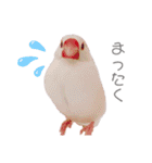 文鳥の仲間たち（個別スタンプ：19）