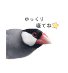 文鳥の仲間たち（個別スタンプ：21）