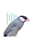 文鳥の仲間たち（個別スタンプ：22）