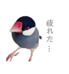 文鳥の仲間たち（個別スタンプ：23）