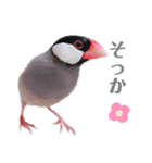 文鳥の仲間たち（個別スタンプ：25）