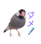 文鳥の仲間たち（個別スタンプ：26）