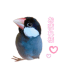 文鳥の仲間たち（個別スタンプ：27）