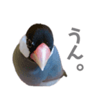 文鳥の仲間たち（個別スタンプ：28）