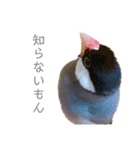 文鳥の仲間たち（個別スタンプ：31）