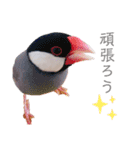 文鳥の仲間たち（個別スタンプ：32）