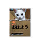 my catreo（個別スタンプ：16）