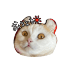 おちゃましうしはうす（個別スタンプ：7）