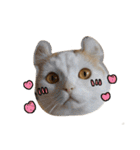 おちゃましうしはうす（個別スタンプ：9）