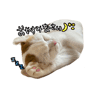 おちゃましうしはうす（個別スタンプ：13）