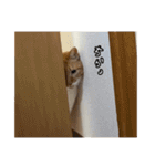 おちゃましうしはうす（個別スタンプ：25）
