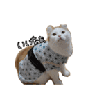 おちゃましうしはうす（個別スタンプ：36）