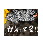 .可愛い娘ちゃん.（個別スタンプ：12）