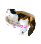 クナちゃんのハッピースタンプ（個別スタンプ：3）