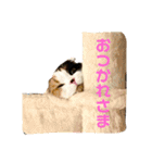 クナちゃんのハッピースタンプ（個別スタンプ：9）