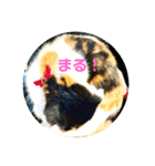 クナちゃんのハッピースタンプ（個別スタンプ：11）