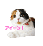 クナちゃんのハッピースタンプ（個別スタンプ：17）
