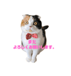 クナちゃんのハッピースタンプ（個別スタンプ：31）