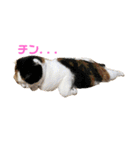 クナちゃんのハッピースタンプ（個別スタンプ：32）
