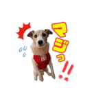 おらコタロウ（個別スタンプ：3）