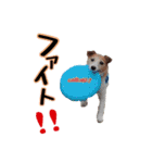 おらコタロウ（個別スタンプ：17）
