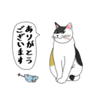 ねこさんの観察日記（個別スタンプ：3）