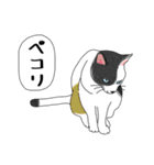 ねこさんの観察日記（個別スタンプ：8）