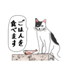 ねこさんの観察日記（個別スタンプ：10）