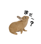 うさぎのうにさん(使える日常ver.)（個別スタンプ：1）
