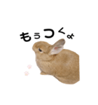 うさぎのうにさん(使える日常ver.)（個別スタンプ：2）