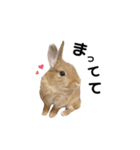 うさぎのうにさん(使える日常ver.)（個別スタンプ：3）
