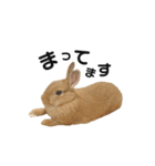 うさぎのうにさん(使える日常ver.)（個別スタンプ：4）