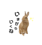 うさぎのうにさん(使える日常ver.)（個別スタンプ：5）