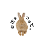 うさぎのうにさん(使える日常ver.)（個別スタンプ：7）