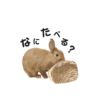 うさぎのうにさん(使える日常ver.)（個別スタンプ：8）