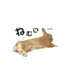 うさぎのうにさん(使える日常ver.)（個別スタンプ：9）