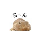 うさぎのうにさん(使える日常ver.)（個別スタンプ：12）