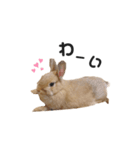 うさぎのうにさん(使える日常ver.)（個別スタンプ：14）