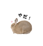 うさぎのうにさん(使える日常ver.)（個別スタンプ：15）