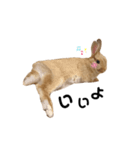 うさぎのうにさん(使える日常ver.)（個別スタンプ：16）